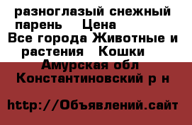 разноглазый снежный парень. › Цена ­ 10 000 - Все города Животные и растения » Кошки   . Амурская обл.,Константиновский р-н